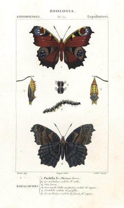 Mariposa pavo real europea, Aglais io de Corsi Corsi