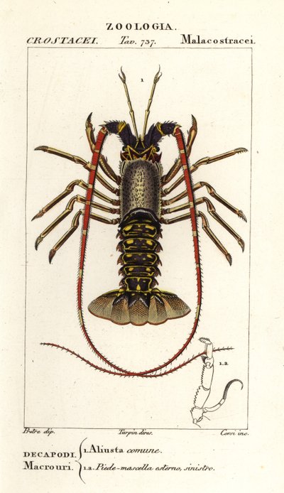 Langosta europea, Palinurus elephas de Corsi Corsi