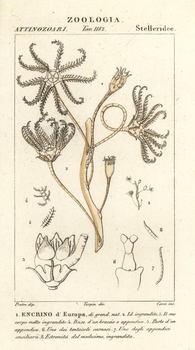 Crinoide extinto Encrinus, Encrino dEuropa de Corsi Corsi