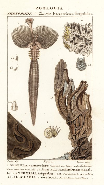 Gusano abanico, Serpula vermicularis 1, gusano poliqueto, Spirorbis corrugatus 2, gusano anélido constructor de tubos, Spirobranchus triqueter 3 y Galeolaria caespitosa 4 de Corsi Corsi