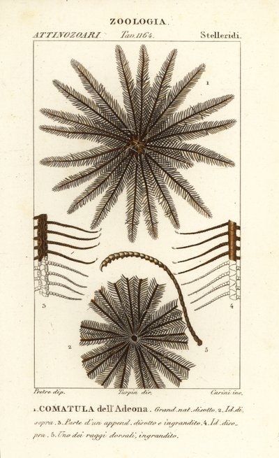 Feather star crinoid, Oligometrides adeonae, Comatula adeonae, Comatula dellAdeona de Corsi Corsi