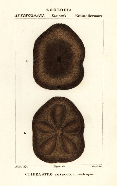 Galleta de mar plana, Clypeaster rosaceus de Corsi Corsi