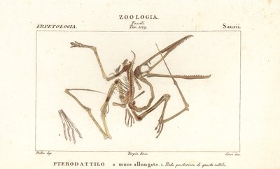 Esqueleto fósil de un pterodáctilo extinto, Pterodactylus antiquus de Corsi Corsi