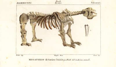 Esqueleto fósil del perezoso gigante de tierra, Megatherium americanum de Corsi Corsi