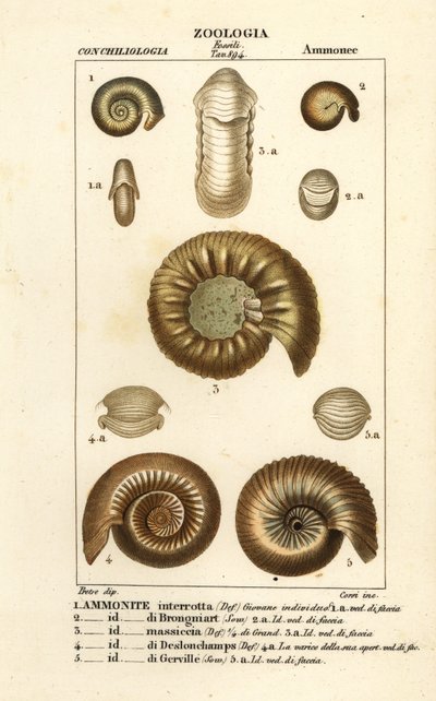 Fósiles de especies de amonitas extinguidas de Corsi Corsi