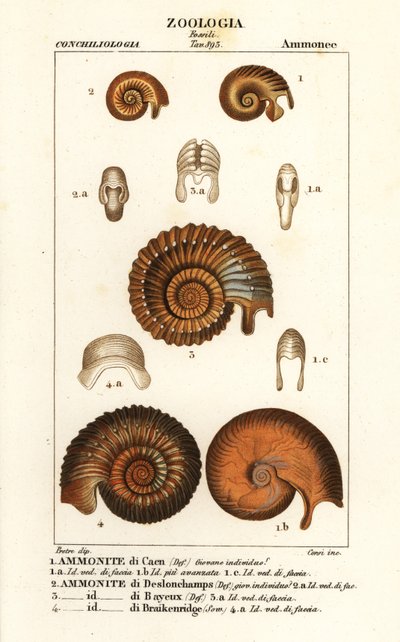 Fósiles de especies de amonitas extinguidas de Corsi Corsi