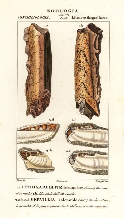 Fósiles de moluscos extintos de Corsi Corsi