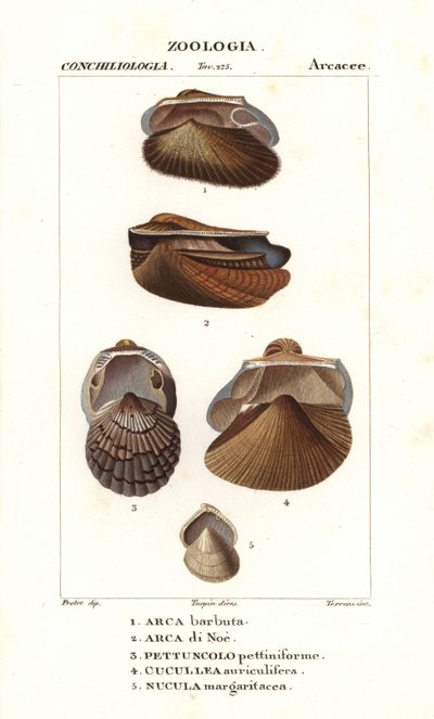Almejas de agua dulce de Corsi Corsi