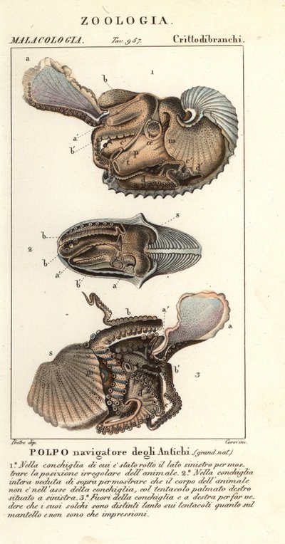 Pulpo argonauta mayor, Argonauta argo de Corsi Corsi