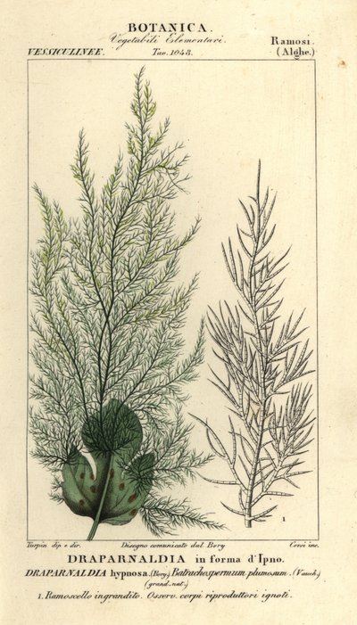 Algas verdes, Draparnaldia hypnosis, Draparnaldia in forma dIpno de Corsi Corsi