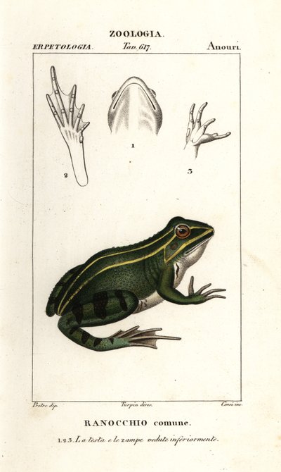 Rana verde, Pelophylax kl esculentus de Corsi Corsi