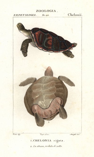 Tortuga verde, Chelonia mydas En peligro de extinción de Corsi Corsi