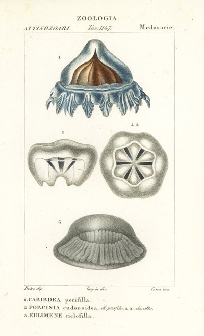 Medusa casco, Periphylla periphylla 1, Phorcynia cudonoidea 2 y Eulimene ciclophylla 3 de Corsi Corsi