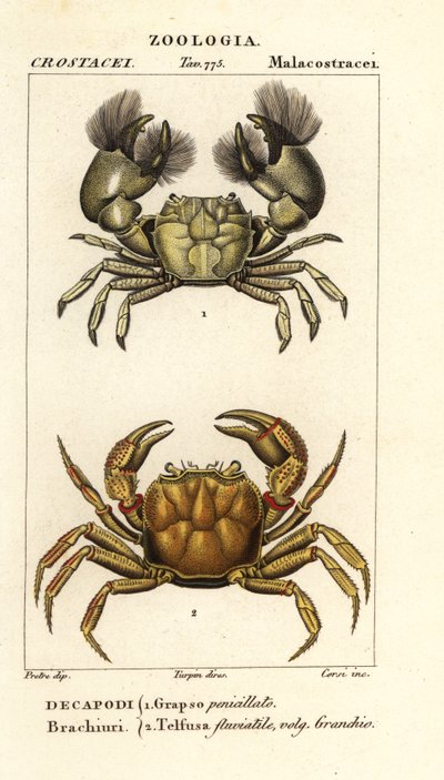 Hemigrapsus penicillatus y Potamon fluviatile de Corsi Corsi