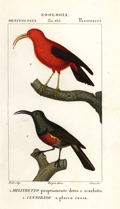 Iiwi y el pájaro de sol mayor de doble collar de Corsi Corsi