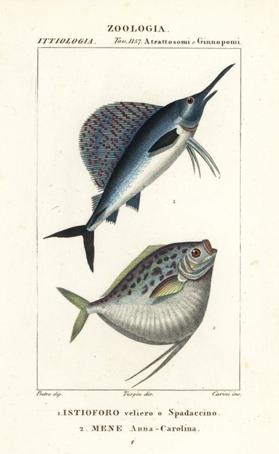 Pez vela del Indo-Pacífico, Istiophorus platypterus 1, y pez luna, Mene maculata 2 de Corsi Corsi