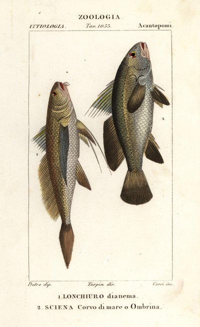 Corvina, Lonchurus lanceolatus 1 y corvina, corvina, lubina, pez sombreado, Argyrosomus regius 2 de Corsi Corsi