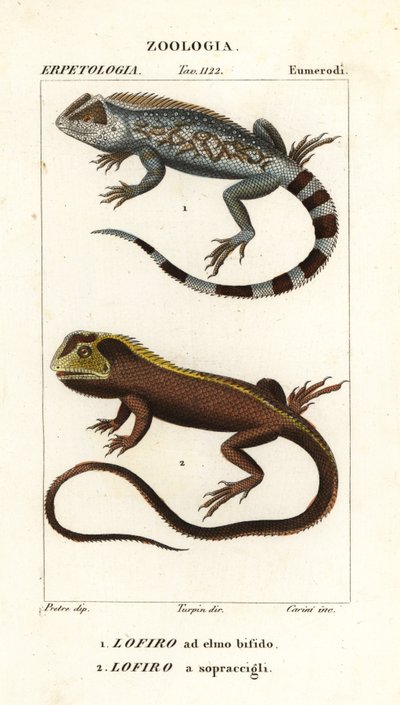 Lagartija de cabeza de lira, Lyriocephalus scutatus 1 y lagarto buceador o iguana de cabeza de mopa, Uranoscodon superciliosus 2 de Corsi Corsi