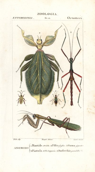 Mantis, insecto hoja, insecto palo, etc. de Corsi Corsi