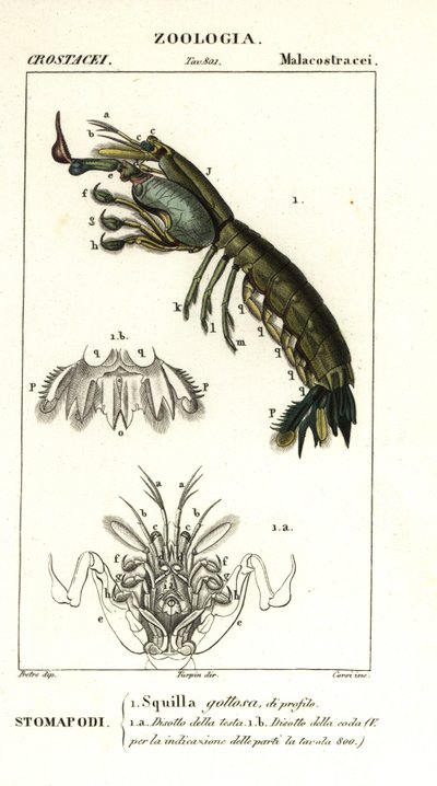 Camarón mantis, Gonodactylus chiragra de Corsi Corsi