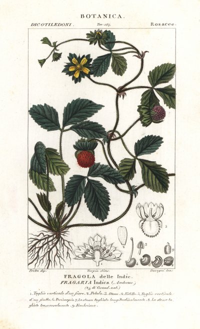 Falsa fresa, Potentilla indica de Corsi Corsi