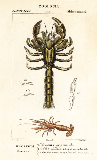 Langosta de barro y camarones de barro de Corsi Corsi