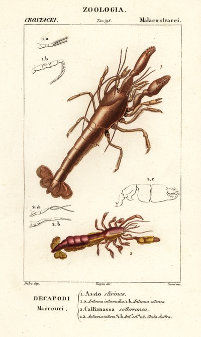 Langosta de barro y camarones de barro de Corsi Corsi