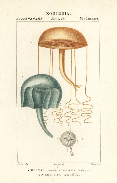 Medusa ojo desnudo, Orythia viridis, Oritia verde 1, e hidrozoos, Geryonia proboscidalis, Dianea gabert 2, y Liriope tetraphylla, Gerionia tetrafilla 3 de Corsi Corsi