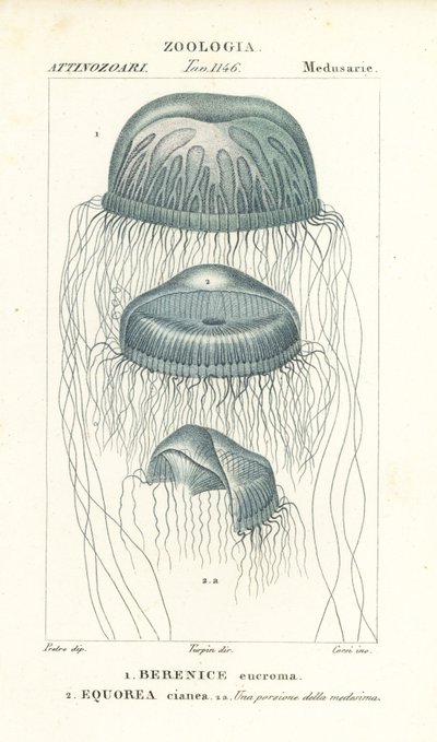 Medusa ojo desnudo, Berenix euchroma 1 y medusa cristal, Aequorea cyanea 2 de Corsi Corsi