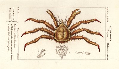Cangrejo real de Noruega, Lithodes maja de Corsi Corsi