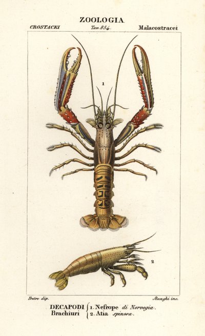 Cigalas y gambas de Corsi Corsi