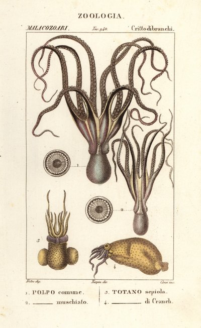 Especies de pulpo y calamar de Corsi Corsi