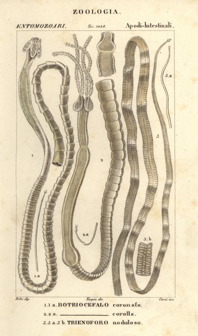 Gusanos parásitos y tenias, Bothriocephalus coronatus 1, Bothriocephalus corolla 2, y tenia del lucio, Triaenophorus nodulosus 3 de Corsi Corsi