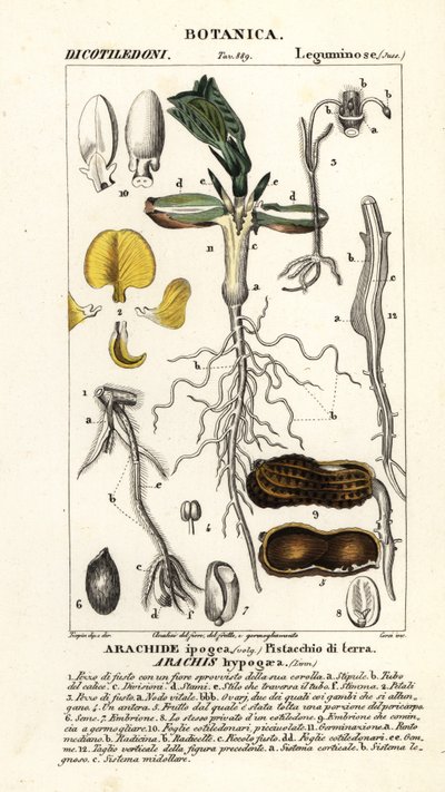 Cacahuete o maní, Arachis hypogaea de Corsi Corsi