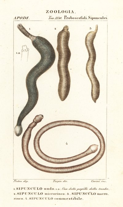 Gusanos del maní, Sipunculus nudus 1, Siphonosoma cumanense 4, etc. de Corsi Corsi