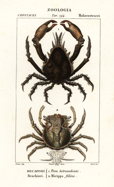 Pisa tetraodon y Micippa philyra de Corsi Corsi