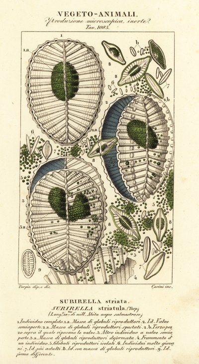 Plancton, Surirella striatula, Surirella striata de Corsi Corsi