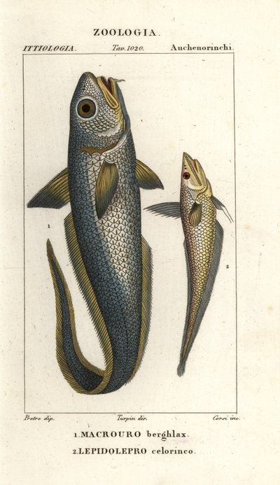 Granadero, Macrourus berglax 1 y granadero de boca hueca, Coelorinchus caelorhincus (Lepidoleprus coelorhinchus) 2 de Corsi Corsi