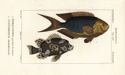 Damisela de zafiro, Pomacentrus pavo, pavone di mare 1, y labios dulces arlequín, Plectorhinchus chaetodonoides, Plettorinco chetodonoides 2 de Corsi Corsi