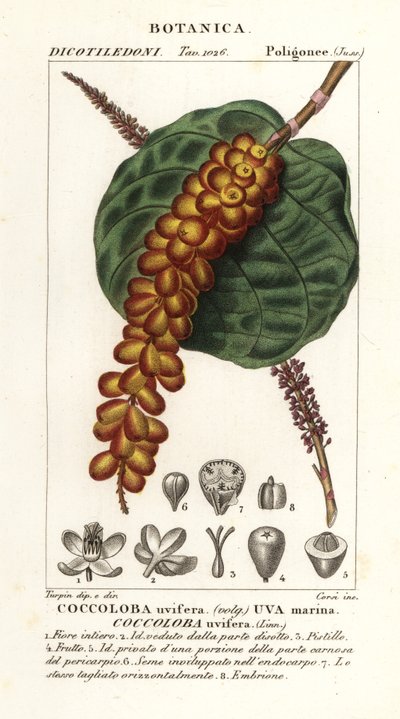 Uva de mar, Coccoloba uvifera, Uva marina de Corsi Corsi