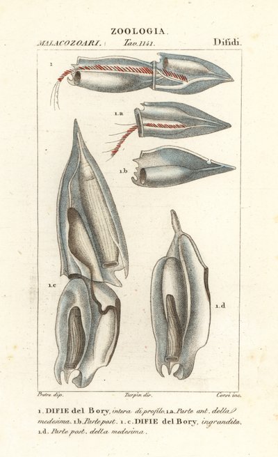 Sifonóforos, Diphyes dispar, Diphyes boryi, Difie del Bory de Corsi Corsi