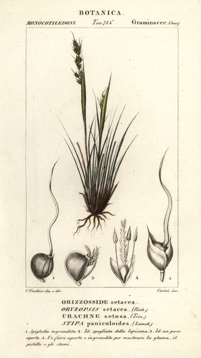 Piptochaetium panicoides de Corsi Corsi