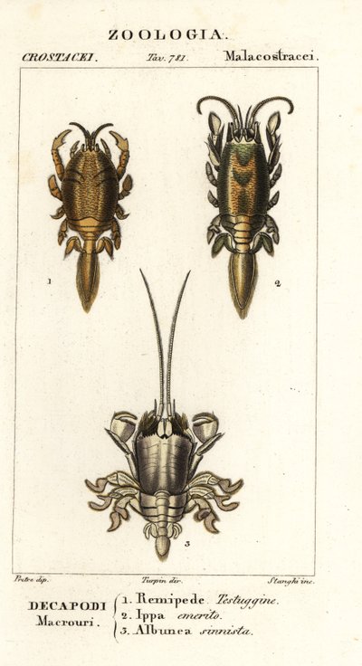Especies de cangrejos topo o cangrejos de arena de Corsi Corsi