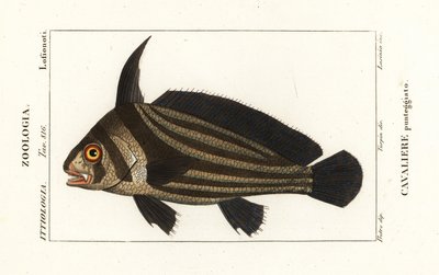 Tambor moteado, Equetus punctatus Eques punctatus, Cavaliere punteggiato de Corsi Corsi