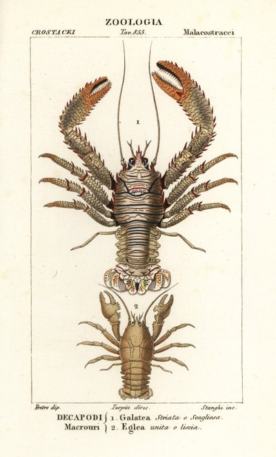 Langostas, Galathea strigosa 1, y Aegla laevis 2 de Corsi Corsi