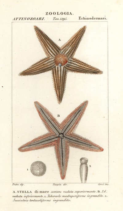 Estrella de mar, Asterias rubens de Corsi Corsi