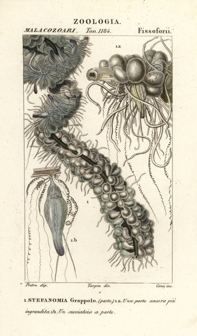 Medusa de hilo, Apolemia uvaria (Stephanomia uvaria, Stefanomia grappolo) de Corsi Corsi