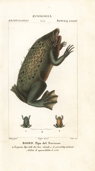 Sapo de Surinam, Pipa pipa de Corsi Corsi
