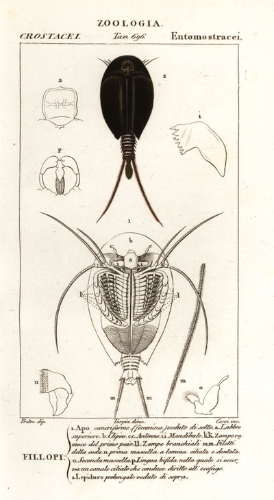 Camarones renacuajo de Corsi Corsi