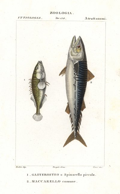 El espinoso de tres puntas y la caballa del Atlántico de Corsi Corsi